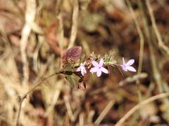 Pseuderanthemum praecox