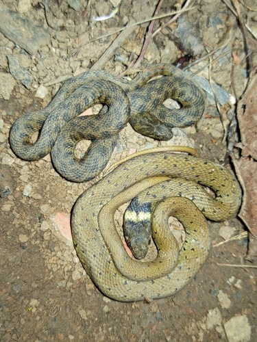 Iberian Grass Snake