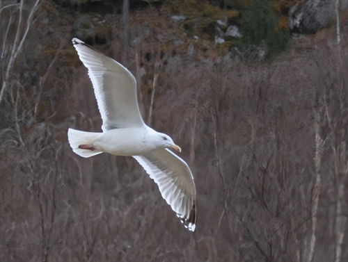 European Herring Gull