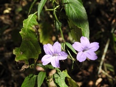 Ruellia breedlovei