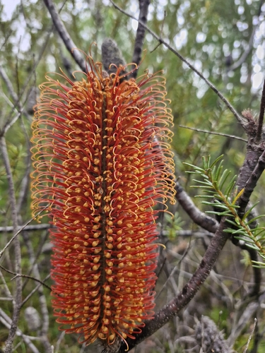 Heath-leaved banksia (Banksia ericifolia)