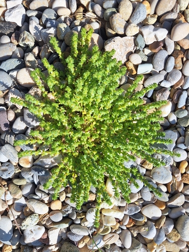 Wall Valantia (Valantia muralis)