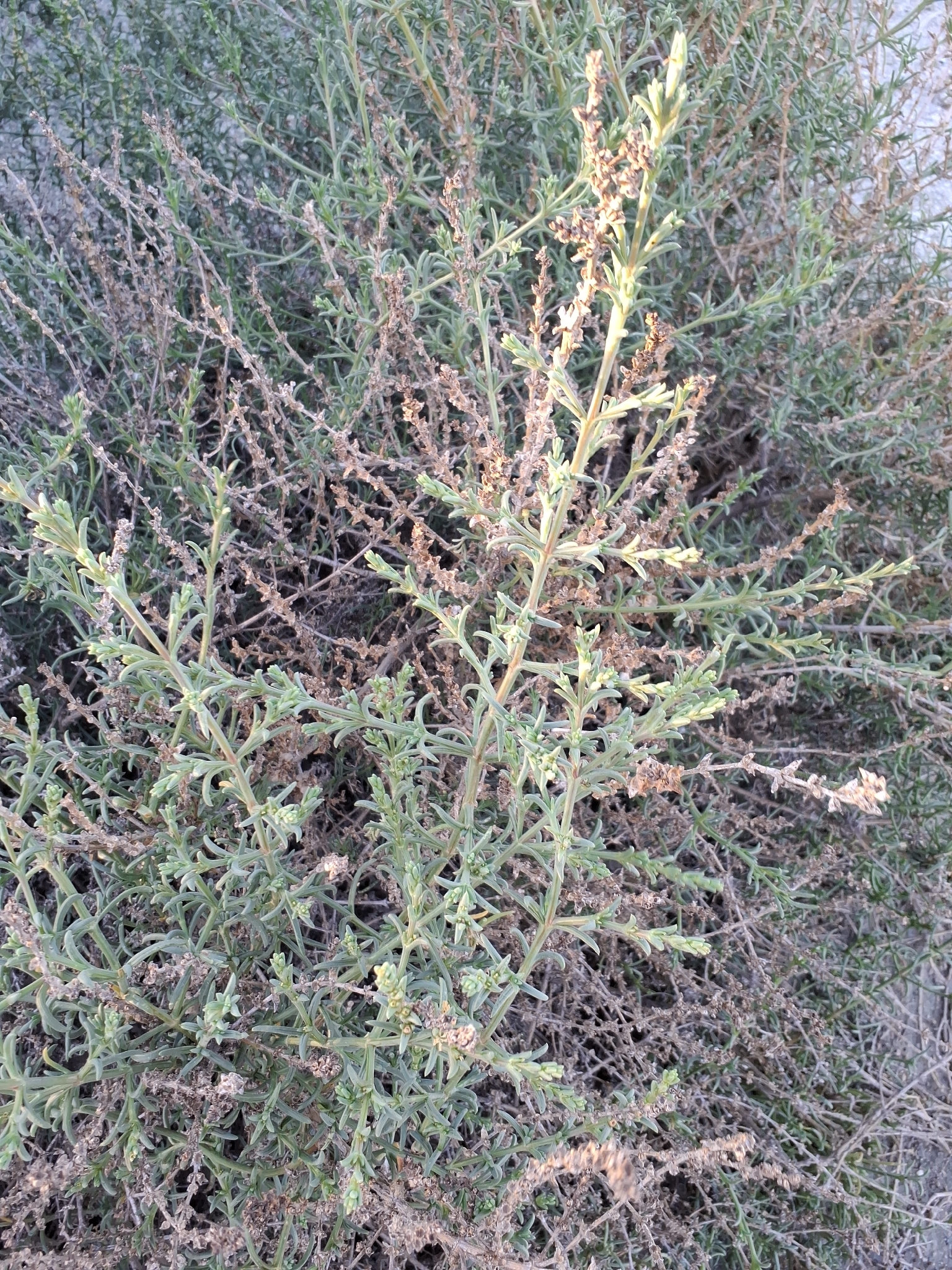 Soda Oppositifolia (Soda oppositifolia)