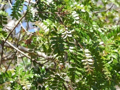 Pistacia mexicana