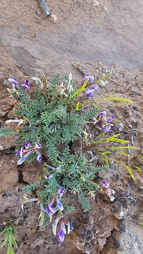 Rimrock Milkvetch (Astragalus desperatus)