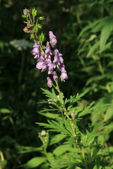 Aconitum sachalinense