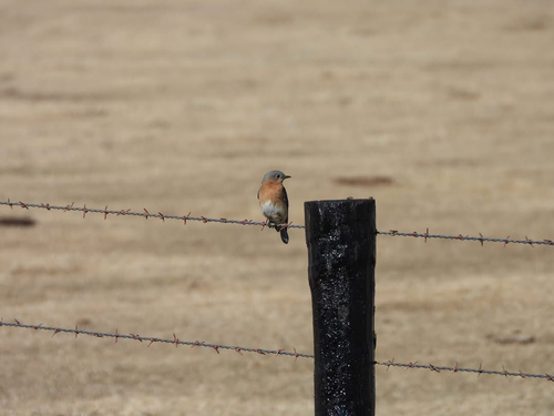 Eastern Bluebird photographed in South Dakota