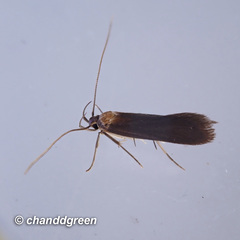 Tegenocharis tenebrans