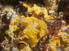 Primavelans insculpta