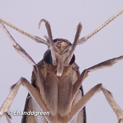 Tegenocharis tenebrans