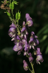 Aconitum sachalinense