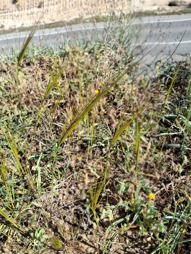 cape ricegrass (Stipellula capensis)