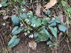 Veronica californica