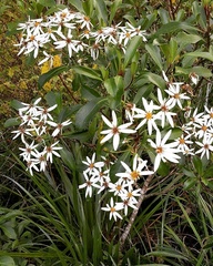 Brachyglottis kirkii