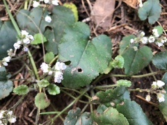 Veronica californica