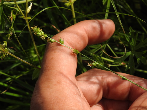 Grassland Sedge (Carex divulsa)