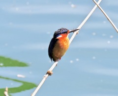 Corythornis vintsioides