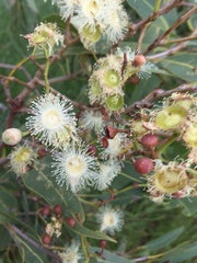Corymbia