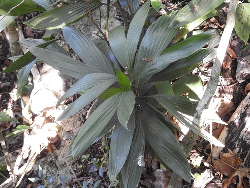 Chamaedorea stolonifera, photograph 4