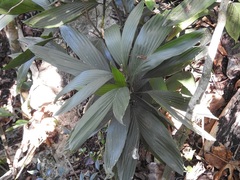 Chamaedorea stolonifera, photograph (c) Neptalí Ramírez Marcial, some rights reserved (CC BY)