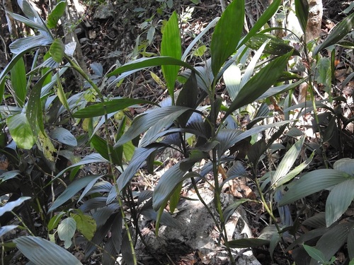 Chamaedorea stolonifera, photograph 5