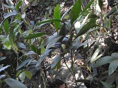 Chamaedorea stolonifera, photograph (c) Neptalí Ramírez Marcial, some rights reserved (CC BY)
