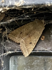 Orthosia pacifica