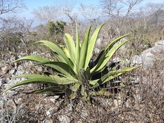 Agave kewensis