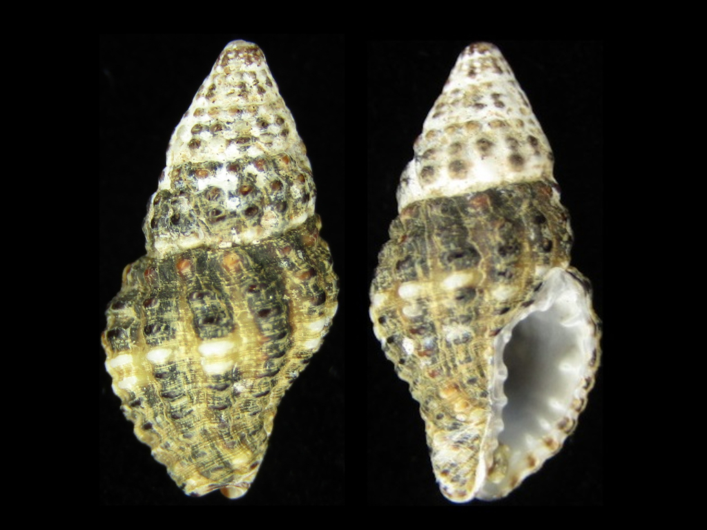 Engina menkeana
