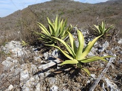 Agave kewensis