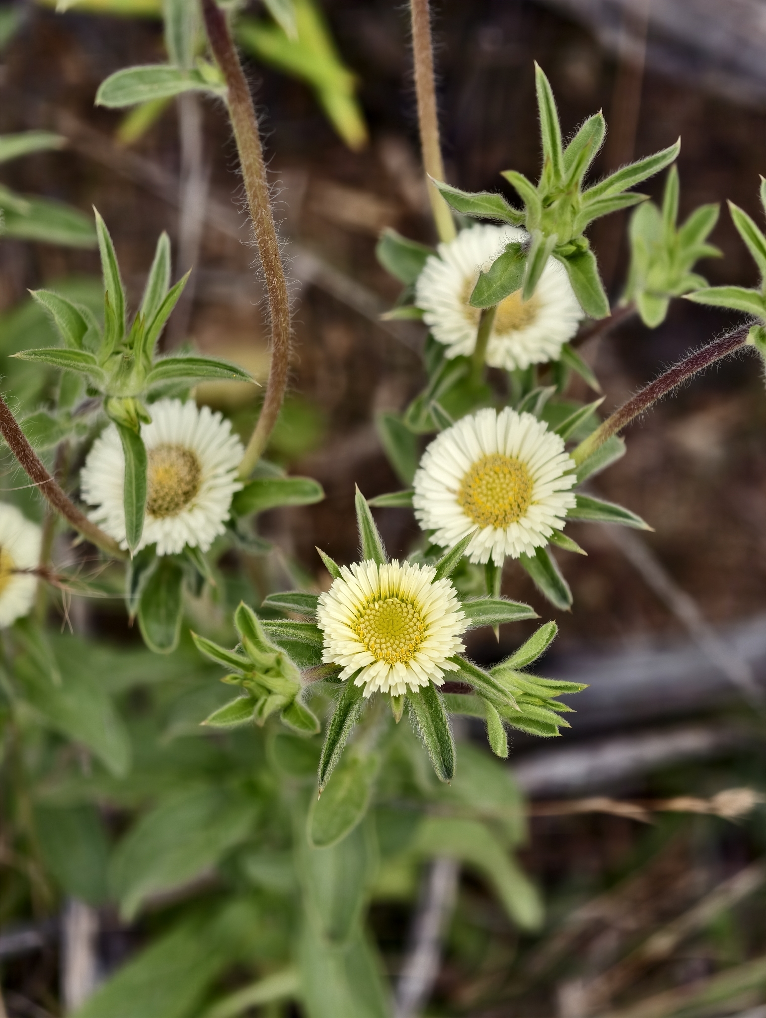 Spiny Starwort (Pallenis spinosa)