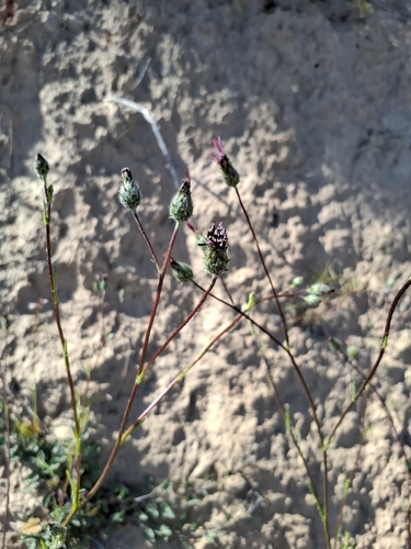 Tubular Knapweed (Volutaria tubuliflora)