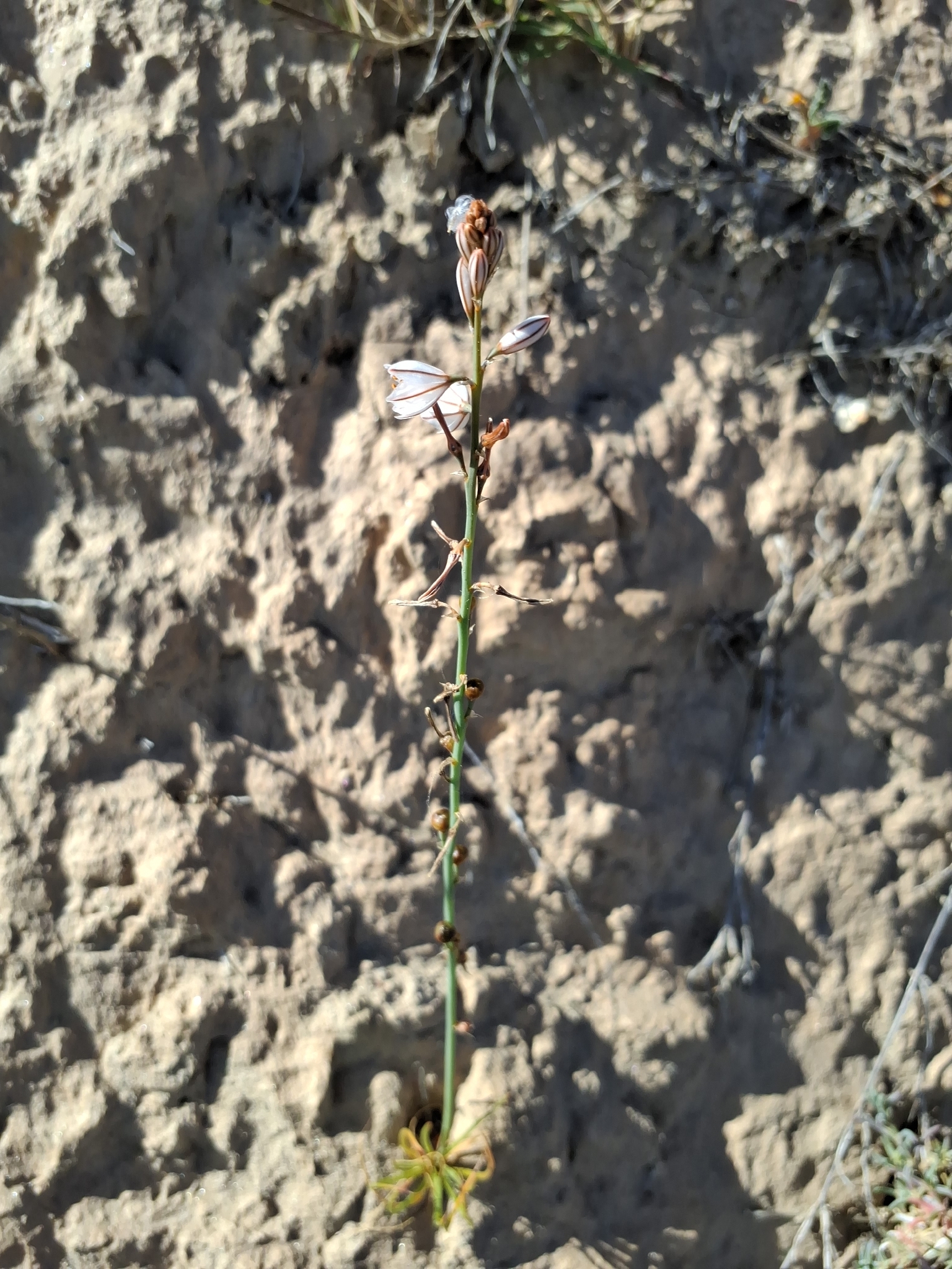 Annual Asphodel (Asphodelus tenuifolius)