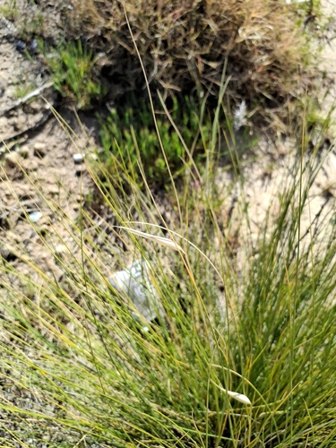 albardine (Lygeum spartum)