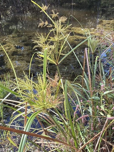 Giant Sedge (Cyperus exaltatus)