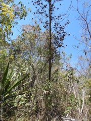 Furcraea guatemalensis