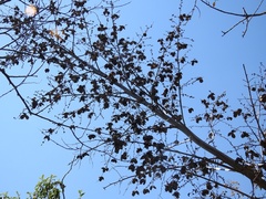 Furcraea guatemalensis