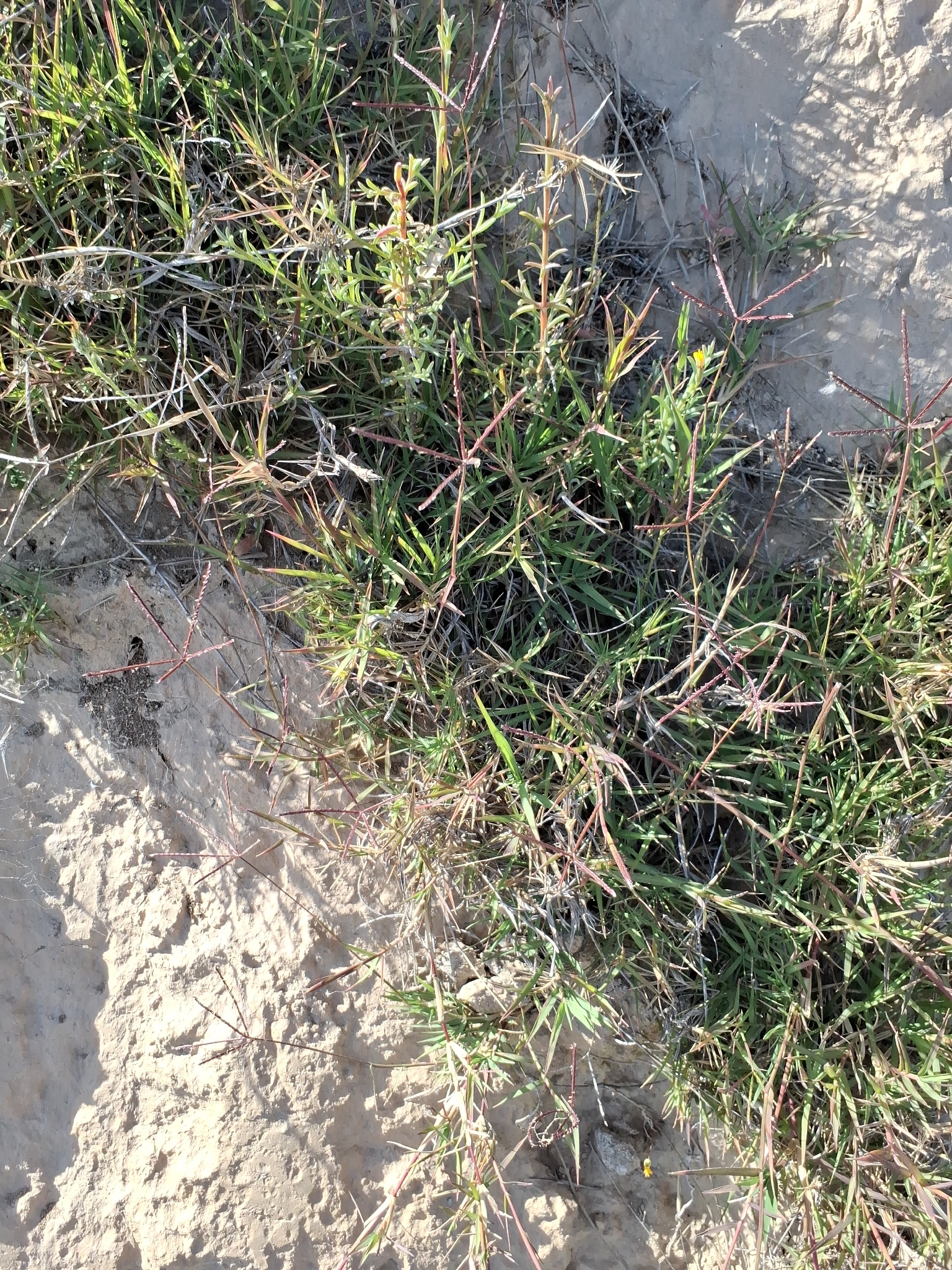 Bermuda Grass (Cynodon dactylon)