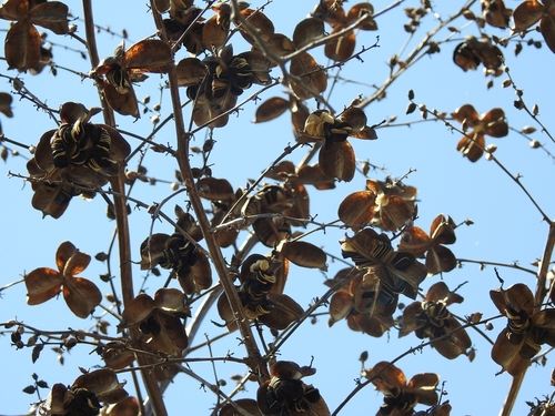 Furcraea guatemalensis