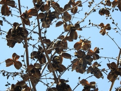 Furcraea guatemalensis