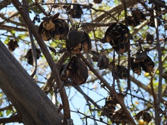 Furcraea guatemalensis