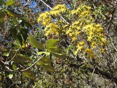 Sinclairia discolor