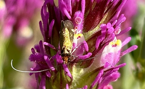 iNaturalist observation photo of Adela flammeusella