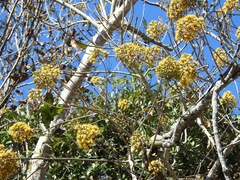 Sinclairia discolor