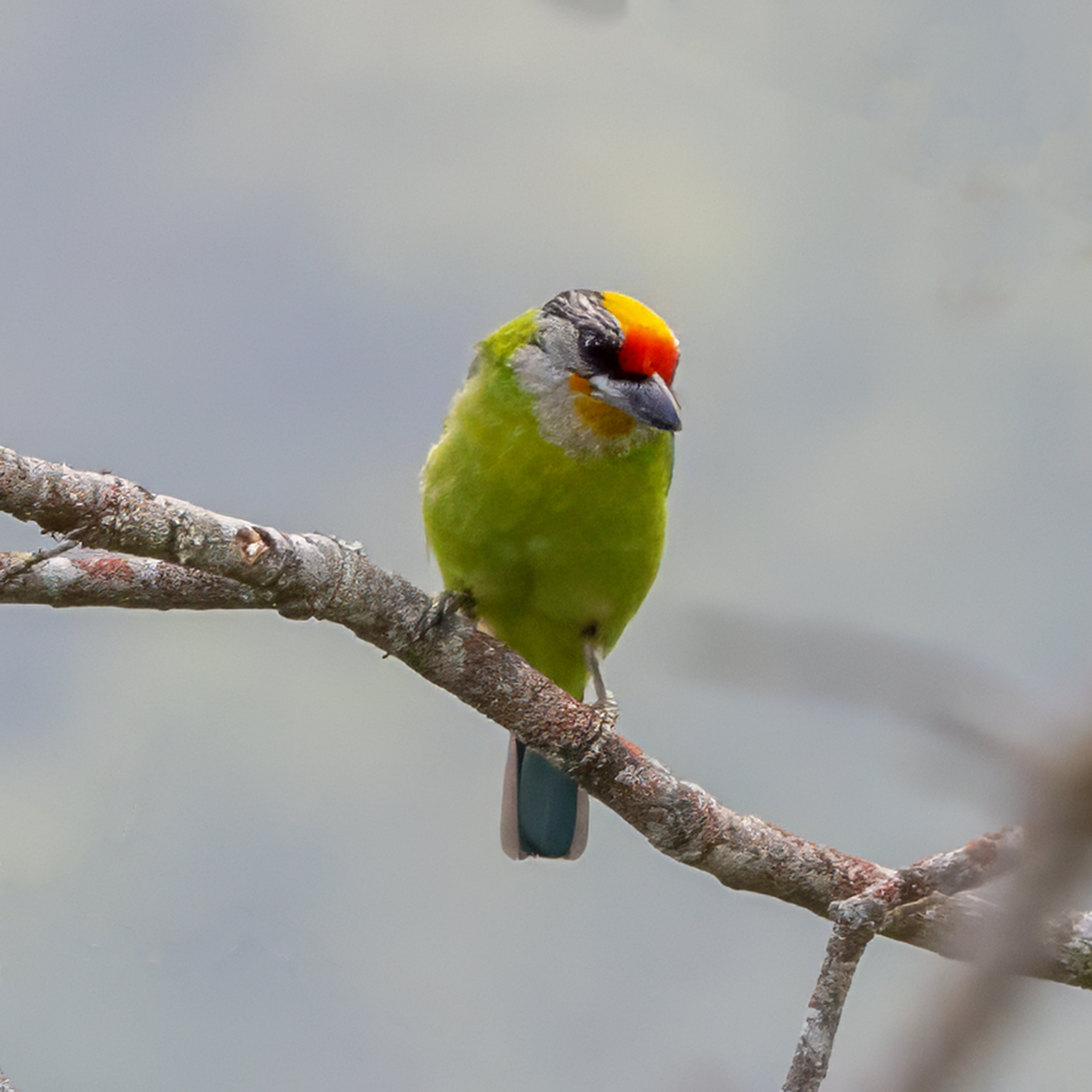 Golden-throated Barbet (Psilopogon franklinii), photo 2