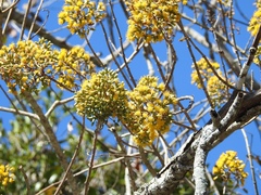Sinclairia discolor