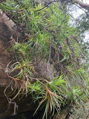 necklace heath (Dracophyllum secundum)
