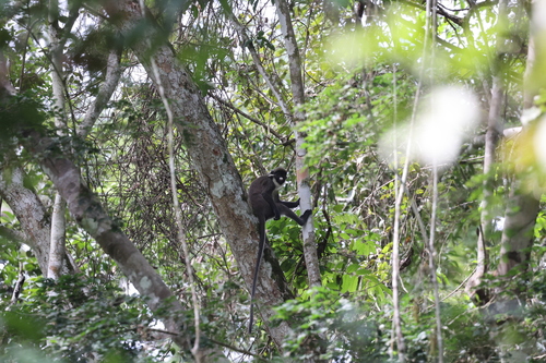 Western Lesser Spot-nosed Monkey
