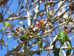 Pseudogynoxys haenkei