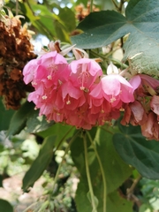Dombeya wallichii